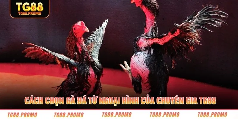 Cách chọn gà đá từ ngoại hình của chuyên gia TG88