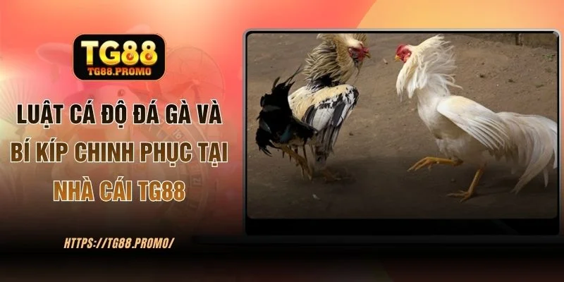Luật Cá Độ Đá Gà Và Bí Kíp Chinh Phục Tại Nhà Cái TG88